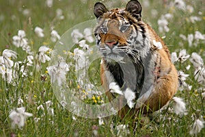 The Siberian tiger Panthera tigris Tigris, or  Amur tiger Panthera tigris altaica in the grassland