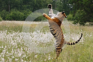 The Siberian tiger Panthera tigris Tigris, or  Amur tiger Panthera tigris altaica in the grassland