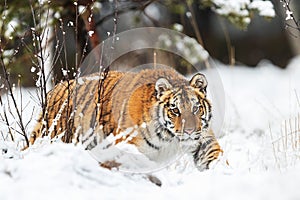 Siberian tiger Panthera tigris tigris dangerous close encounter in the winter taiga
