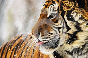 Siberian tiger Panthera tigris tigris detail of snowy head