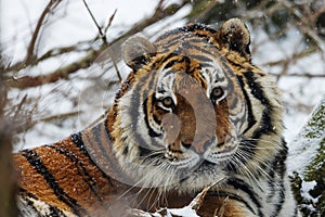 Siberian tiger (Panthera tigris tigris) head detail