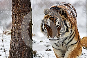 Siberian tiger (Panthera tigris tigris) walking in the snow, detail
