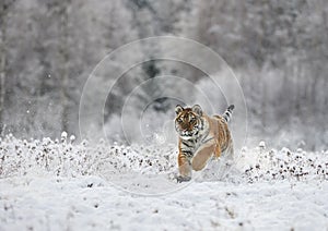 The Siberian tiger Panthera tigris tigris