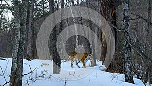 Siberian Tiger patrols a territory to find preys