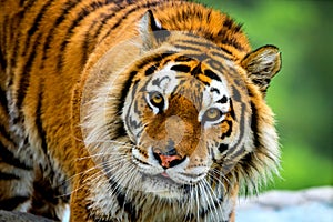 Siberian tiger portrait. Aggressive stare face meaning danger for the prey. Closeup view to angry expression