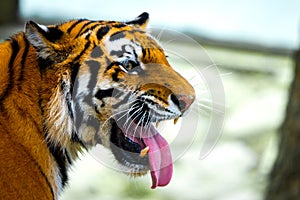 Siberian tiger portrait. Aggressive stare face meaning danger for the prey. Closeup view to angry expression