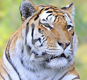Siberian tiger portrait, also known as the Amur tiger