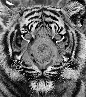 Siberian tiger portrait in black and white with high contrast