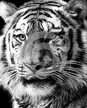 Siberian tiger portrait in black and white with high contrast