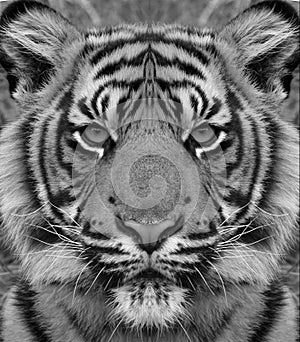 Siberian tiger portrait in black and white with high contrast