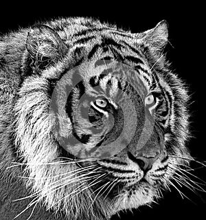 Siberian tiger portrait in black and white with high contrast