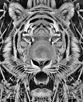 Siberian tiger portrait in black and white with high contrast