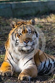 Siberian tiger portrait close up