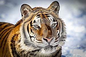 Siberian tiger portrait facing towards the camera in wintertime