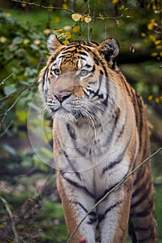 Siberian tiger portrait in nature