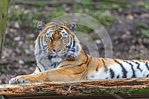 Siberian Tiger portrait in nature