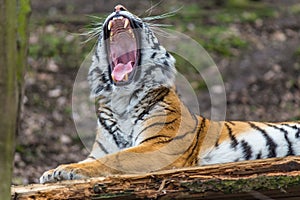 Siberian Tiger portrait in nature