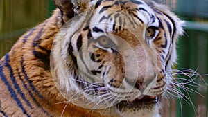 Siberian tiger portrait, wild cat in captivity.