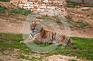 Siberian tiger poses for tourists at the zoosafari