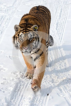 Siberian Tiger Prowling photo