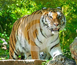 Siberian tiger prowling with intense gaze in a lush green forest, showcasing natural beauty and wildlife majesty photo