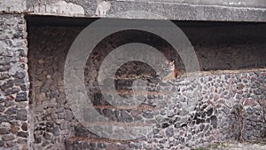 Siberian tiger relaxing on rock. Amazing View Of Tiger Laying on abandoned rock wall