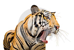 Siberian Tiger Roaring isolate on white background with clipping