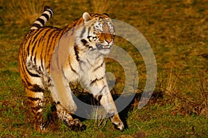 Siberian Tiger on the run