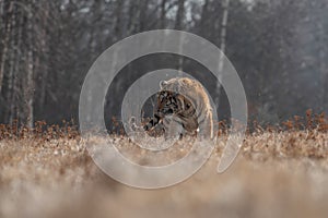 Siberian Tiger running