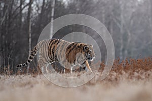 Siberian Tiger running.