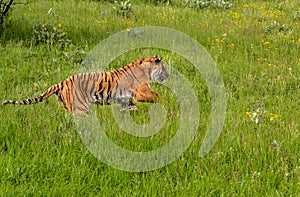Siberian Tiger Running a