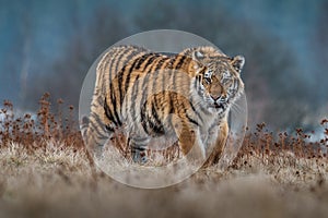 Siberian Tiger running. Beautiful, dynamic and powerful photo of this majestic animal.