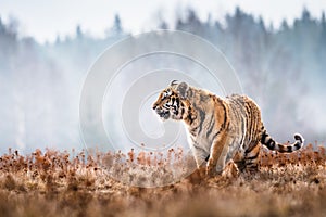 Siberian Tiger running. Beautiful, dynamic and powerful photo of this majestic animal.