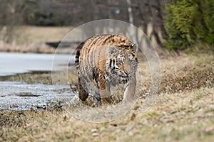 Siberian Tiger running. Beautiful, dynamic and powerful photo of this majestic animal.