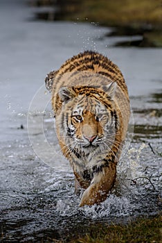 Siberian Tiger running. Beautiful, dynamic and powerful photo of this majestic animal.