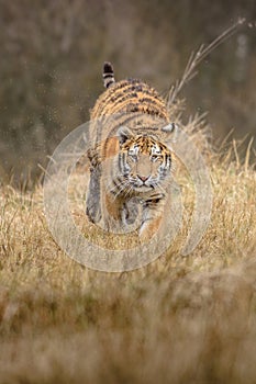 Siberian Tiger running. Beautiful, dynamic and powerful photo of this majestic animal.
