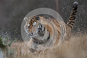 Siberian Tiger running. Beautiful, dynamic and powerful photo of this majestic animal.