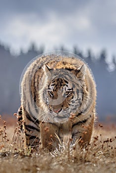 Siberian Tiger running. Beautiful, dynamic and powerful photo of this majestic animal.