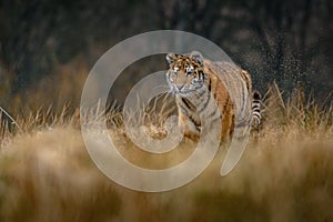 Siberian Tiger running. Beautiful, dynamic and powerful photo of this majestic animal.