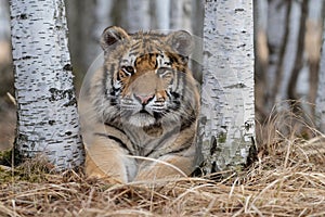 Siberian Tiger running. Beautiful, dynamic and powerful photo of this majestic animal.