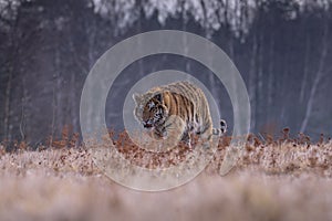 Siberian Tiger running. Beautiful, dynamic and powerful photo of this majestic animal.