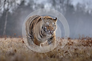 Siberian Tiger running. Beautiful, dynamic and powerful photo of this majestic animal.