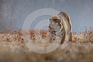 Siberian Tiger running. Beautiful, dynamic and powerful photo of this majestic animal.