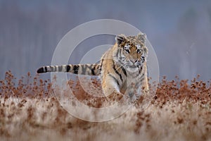 Siberian Tiger running. Beautiful, dynamic and powerful photo of this majestic animal.