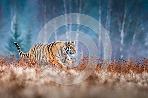 Siberian Tiger running. Beautiful, dynamic and powerful photo of this majestic animal.