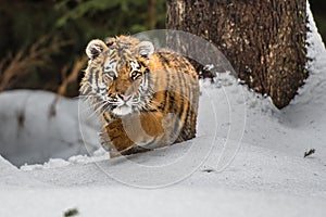 Siberian Tiger running. Beautiful, dynamic and powerful photo of this majestic animal