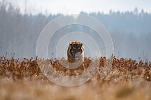 Siberian Tiger running. Beautiful, dynamic and powerful photo of this majestic animal