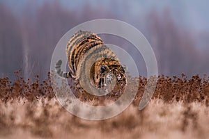 Siberian Tiger running. Beautiful, dynamic and powerful photo of this majestic animal