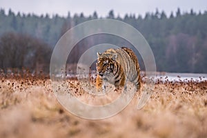 Siberian Tiger running. Beautiful, dynamic and powerful photo of this majestic animal