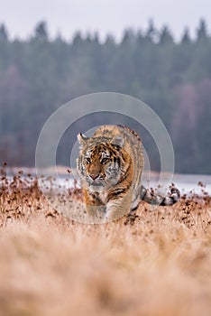 Siberian Tiger running. Beautiful, dynamic and powerful photo of this majestic animal